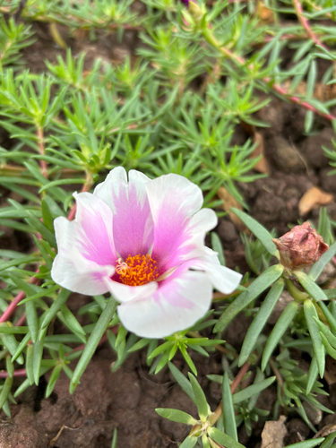 moss rose