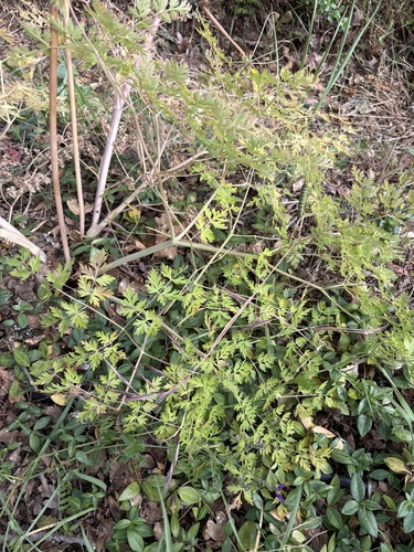 Lomatium dissectum, photograph 4