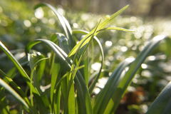 Leucojum vernum