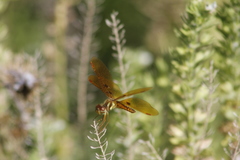 Perithemis tenera