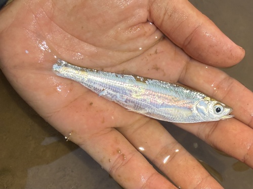 Sharpbelly (Pseudolaubuca sinensis) — Cyprinidae — 3