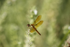 Perithemis tenera