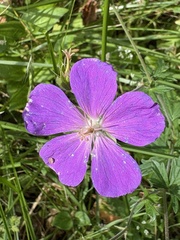 Geranium oreganum, photograph (c) Ed Alverson, some rights reserved (CC BY)