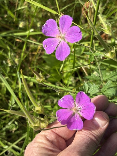 Geranium oreganum, photograph 3