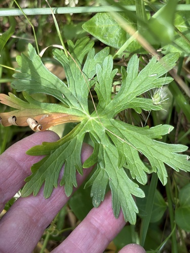 Geranium oreganum, photograph 4