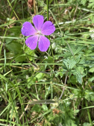 Geranium oreganum, photograph 5
