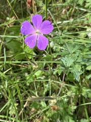 Geranium oreganum, photograph (c) Ed Alverson, some rights reserved (CC BY)