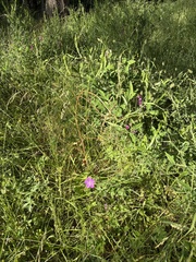 Geranium oreganum, photograph (c) Ed Alverson, some rights reserved (CC BY)