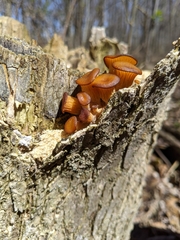 Pleurotus citrinopileatus