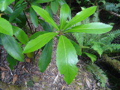 Anopterus glandulosus