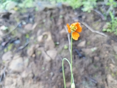 Papaver californicum