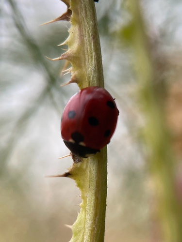 Seven-spotted Lady Beetle