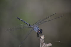 Dythemis nigrescens