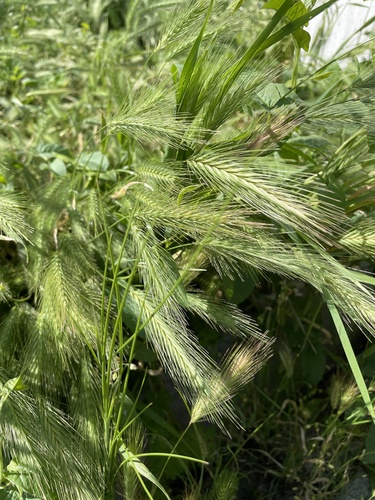 wall barley