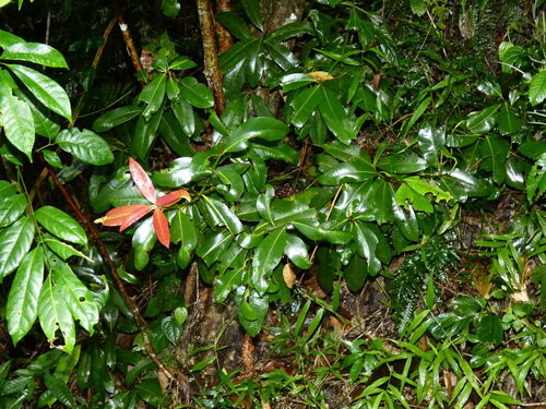 Calophyllum calaba observed 2026-06-10