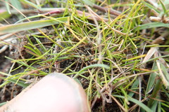 Isolepis basilaris