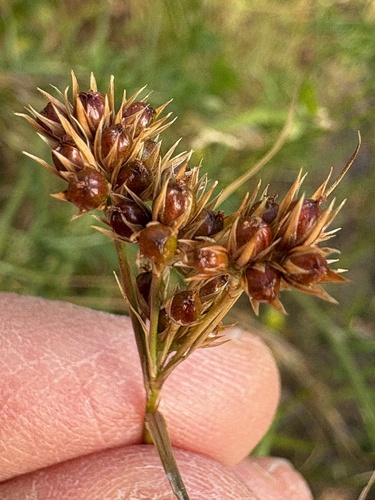 Juncus occidentalis