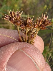 Juncus occidentalis, photograph (c) Ed Alverson, some rights reserved (CC BY)