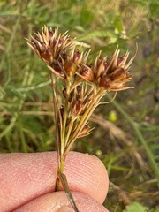 Juncus occidentalis, photograph (c) Ed Alverson, some rights reserved (CC BY)