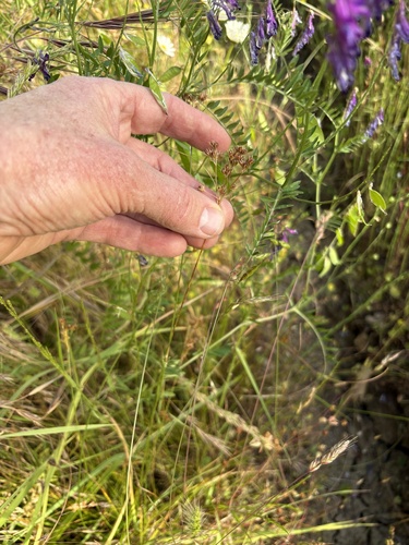 Juncus occidentalis, photograph 4