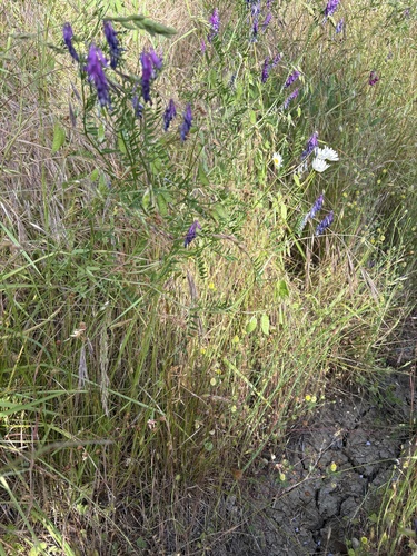 Juncus occidentalis, photograph 5