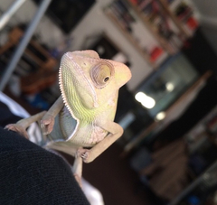 Chamaeleonidae
