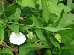 Aniseia martinicensis, photograph (c) Alexis López Hernández, some rights reserved (CC BY)