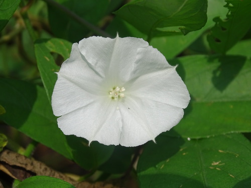 Aniseia martinicensis, photograph 6