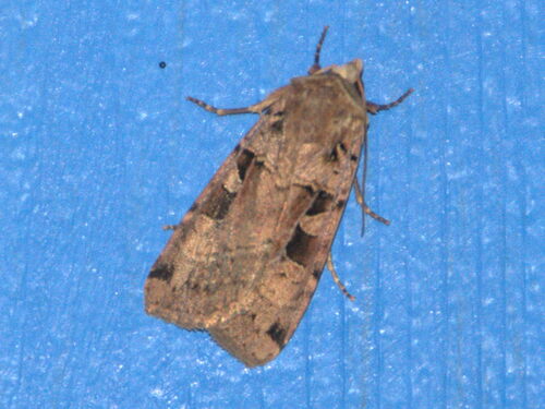 Double Square-spot