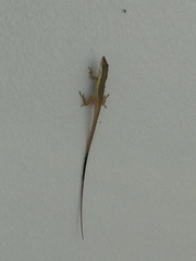 Anolis pulchellus