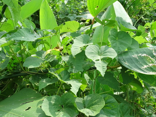 Ipomoea rubens, photograph 4