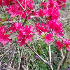 Rhododendron × hybridum
