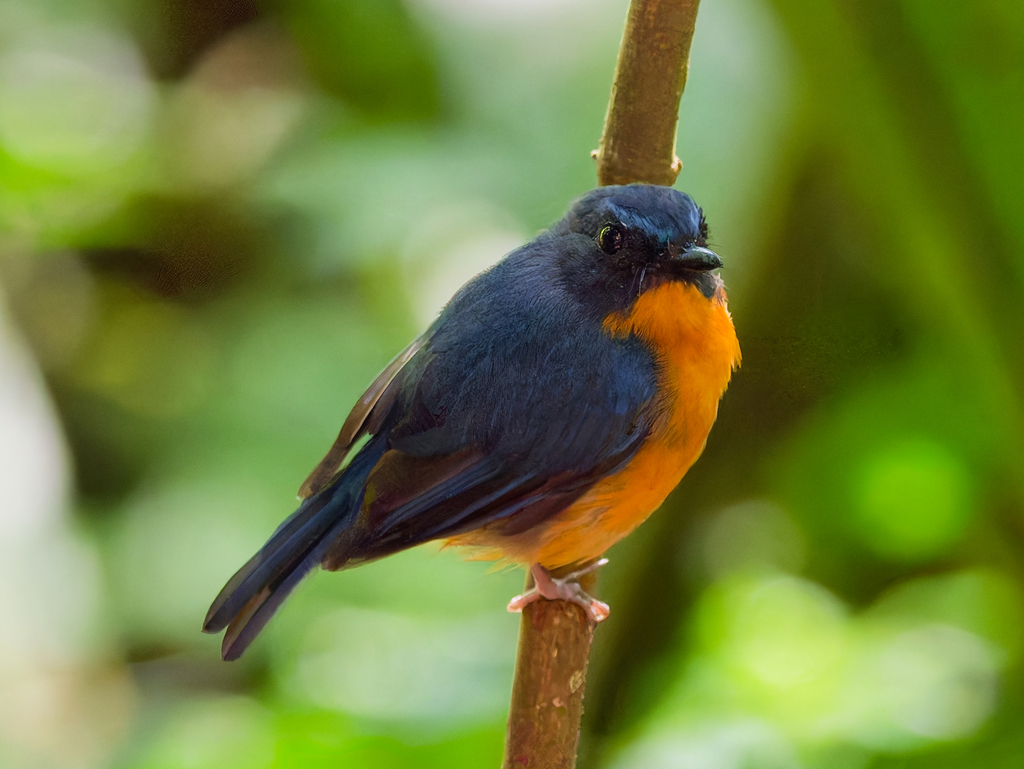 Sikatan bakau sulawesi (Cyornis omissus)