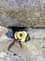 Bombus griseocollis