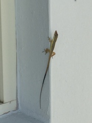 Anolis pulchellus