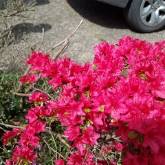 Rhododendron × hybridum