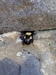 Bombus griseocollis