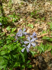 Phlox divaricata