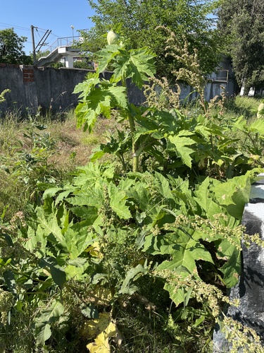 Sosnowsky's hogweed
