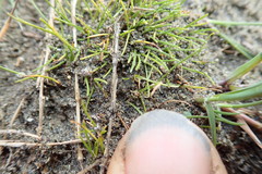 Isolepis basilaris