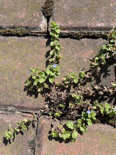Grey Field-speedwell