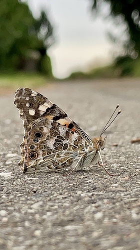 Painted Lady