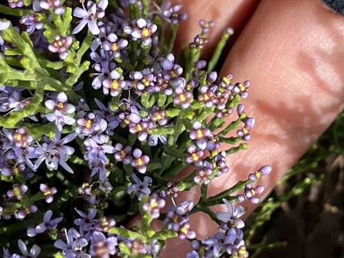 Veronica cupressoides, photograph 5