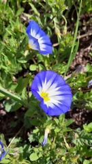 Convolvulus tricolor
