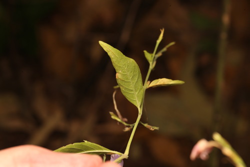 Hypoestes floribunda, photograph 4