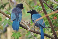 Cyanocorax melanocyaneus