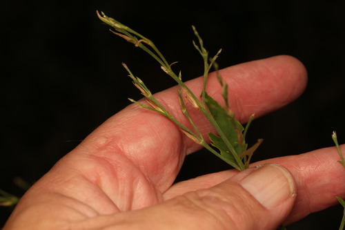 Hypoestes floribunda, photograph 6