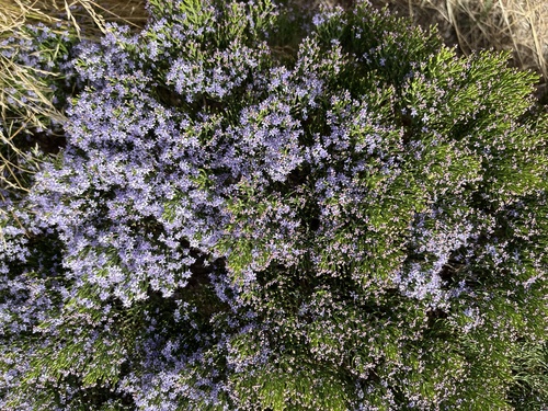 Veronica cupressoides, photograph 6