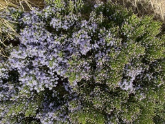 Veronica cupressoides, photograph (c) 謝麗霦, some rights reserved (CC BY)