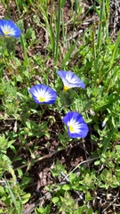 Convolvulus tricolor